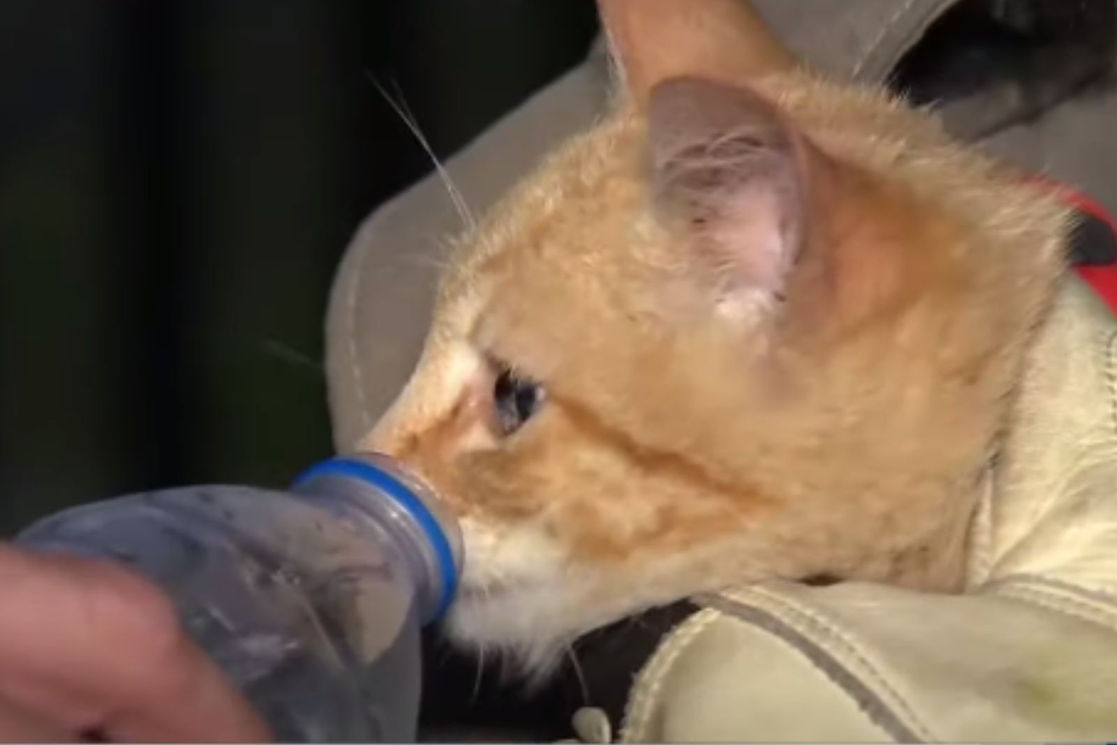 rescued cat drinking water