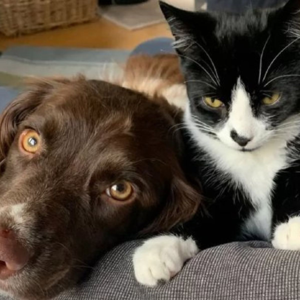 rescued cat enjoys time with dog at home