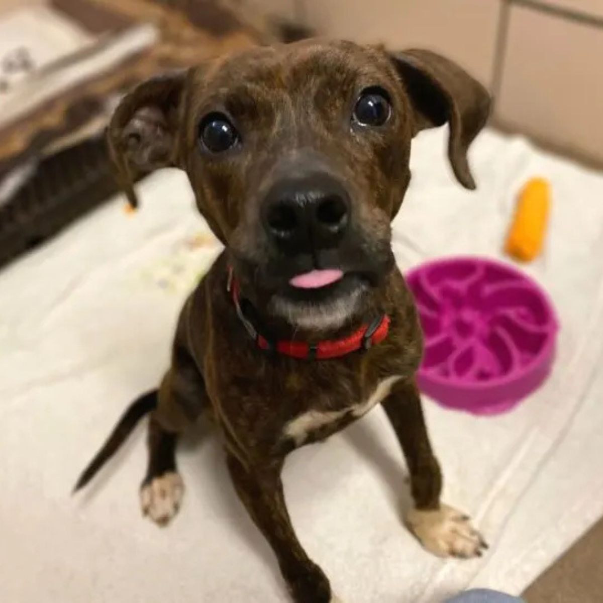rescued dog