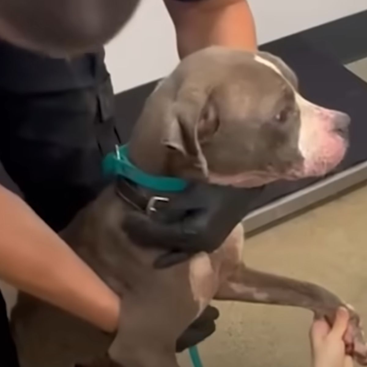 rescued dog