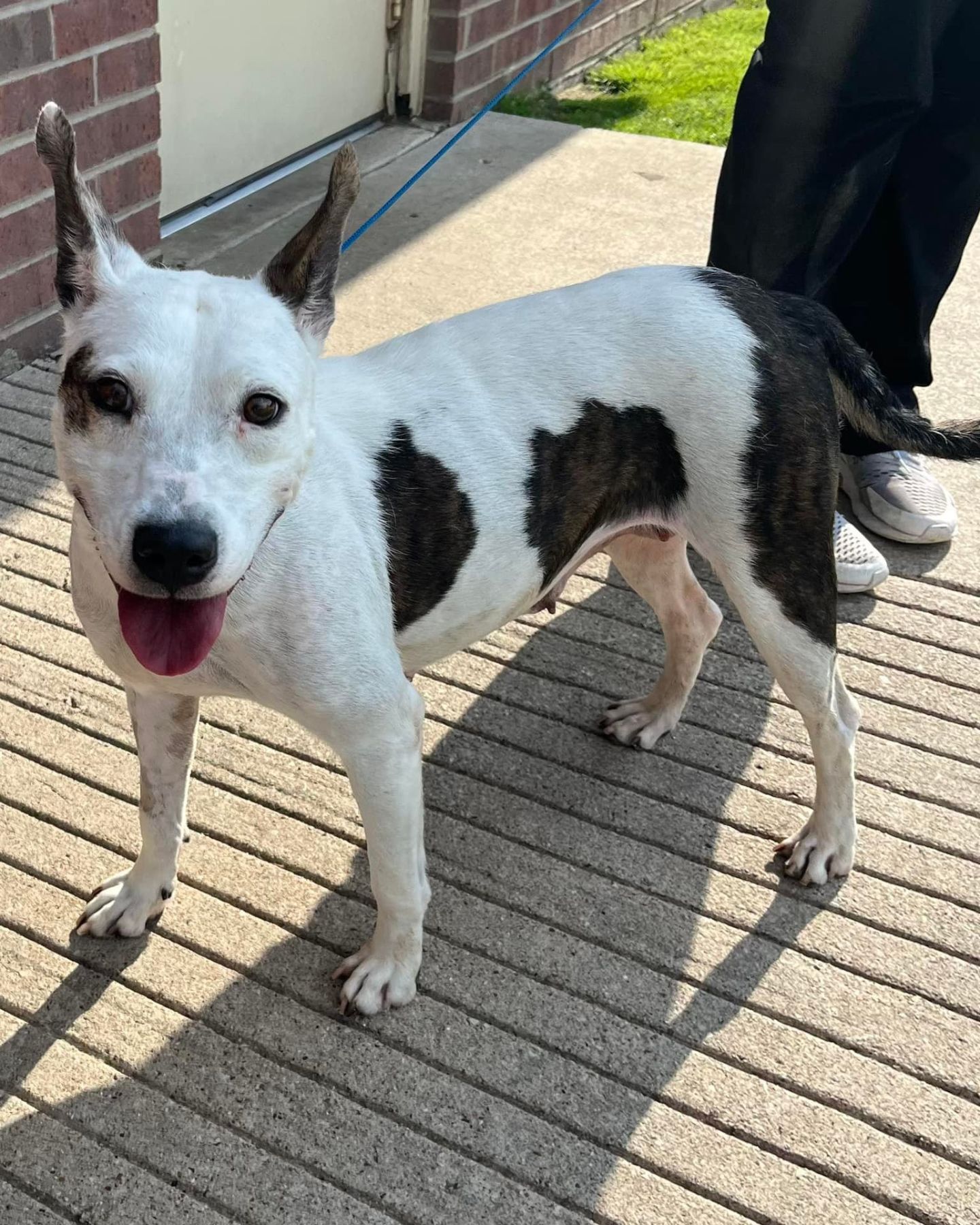 rescued dog