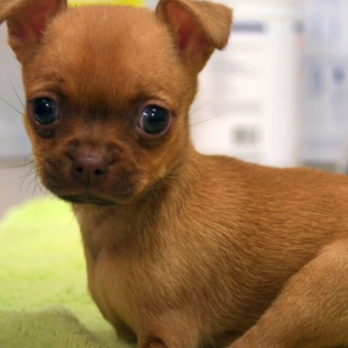 rescued dog