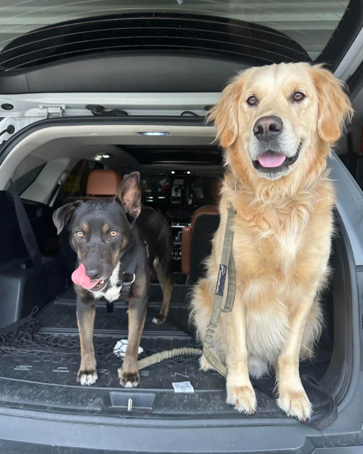 rescued dog and golden retriever in truck