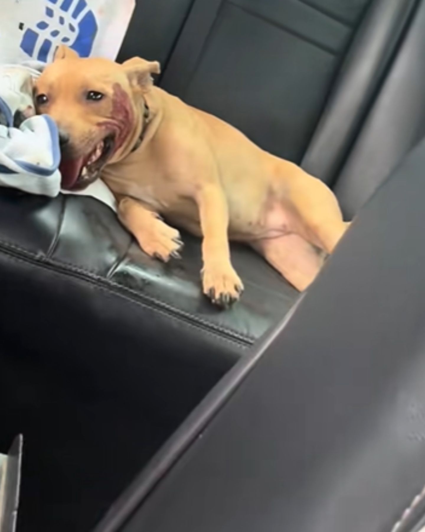 rescued dog is lying on the car seat