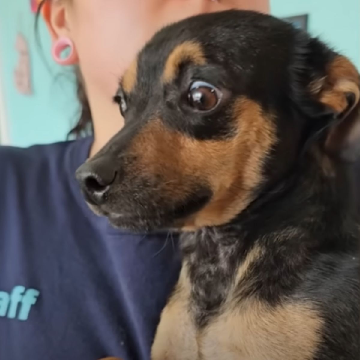 rescued dog
