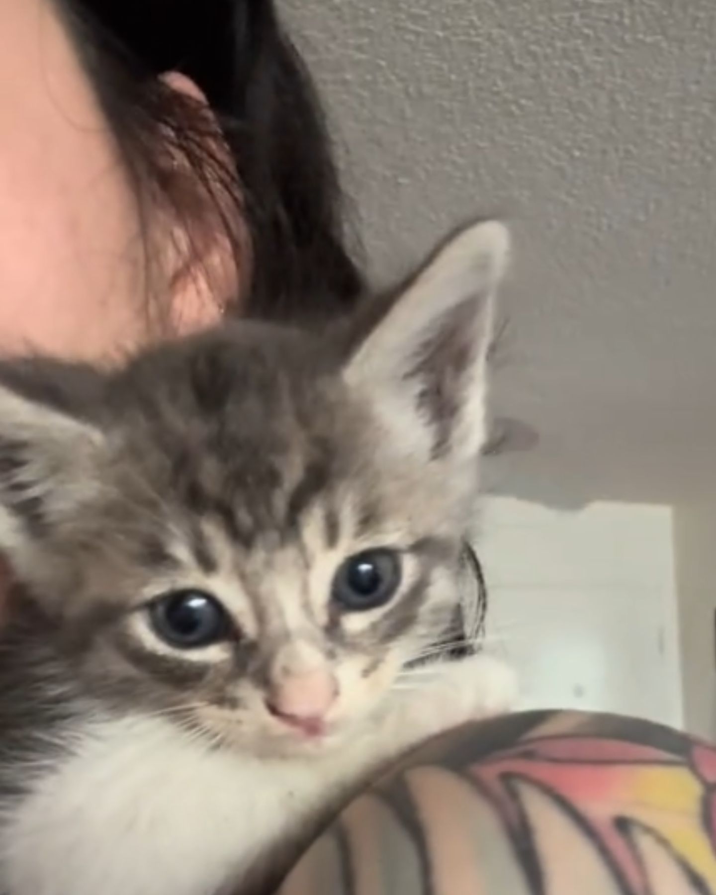 rescued kitten