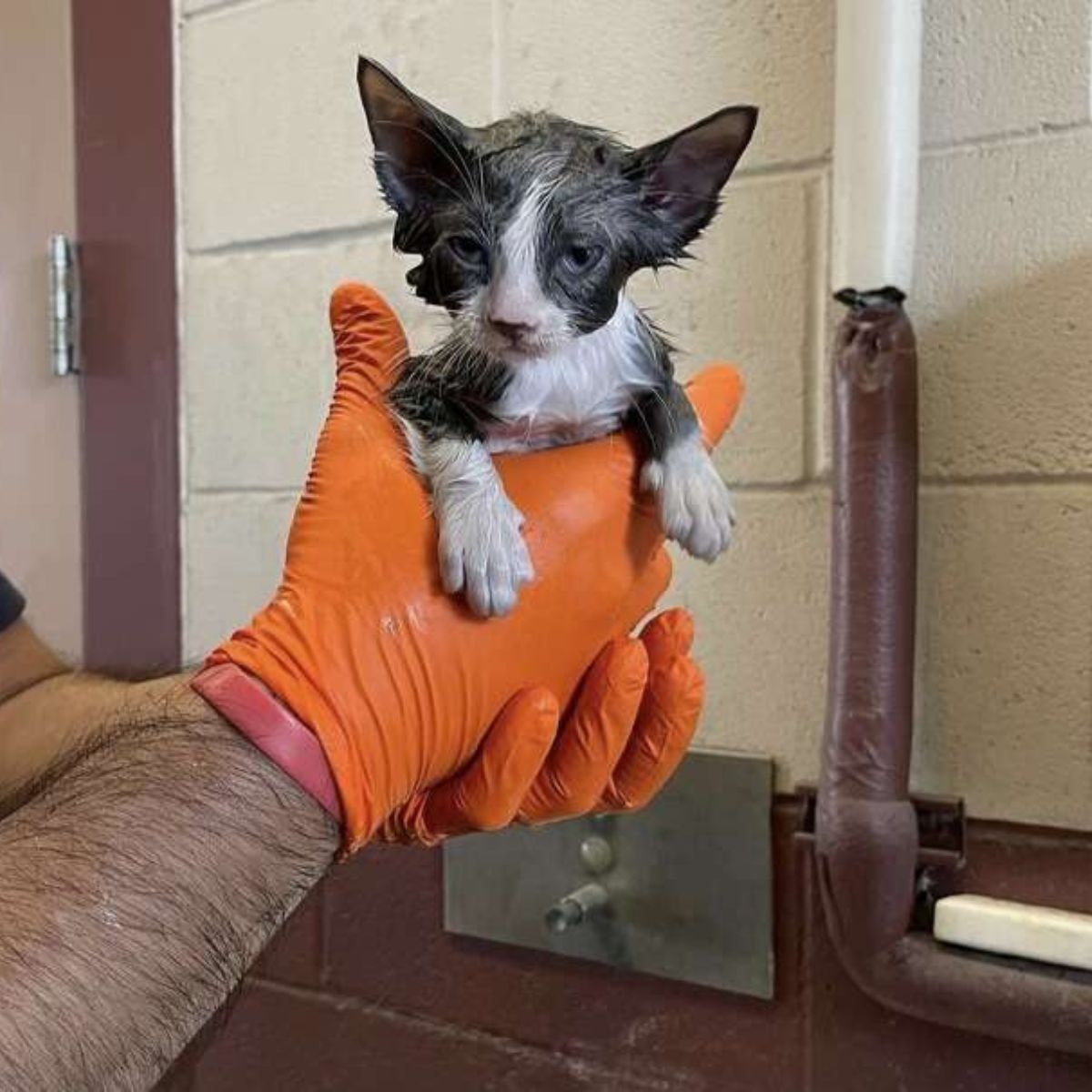rescued kitten