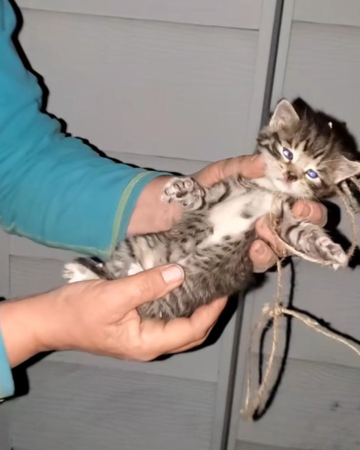 rescued kitten
