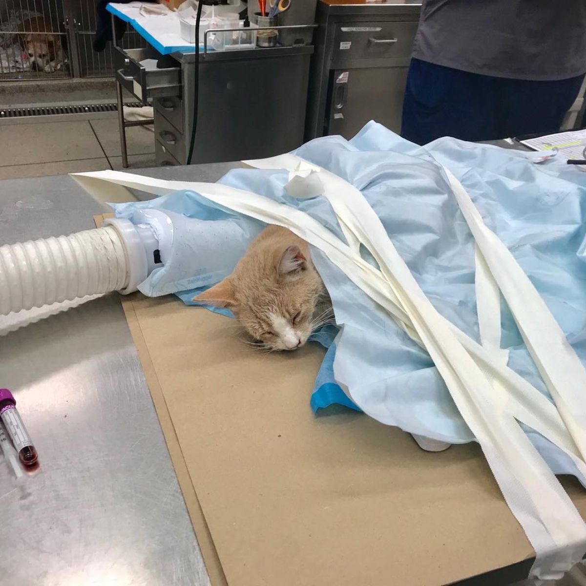 rescued kitten getting warmed up