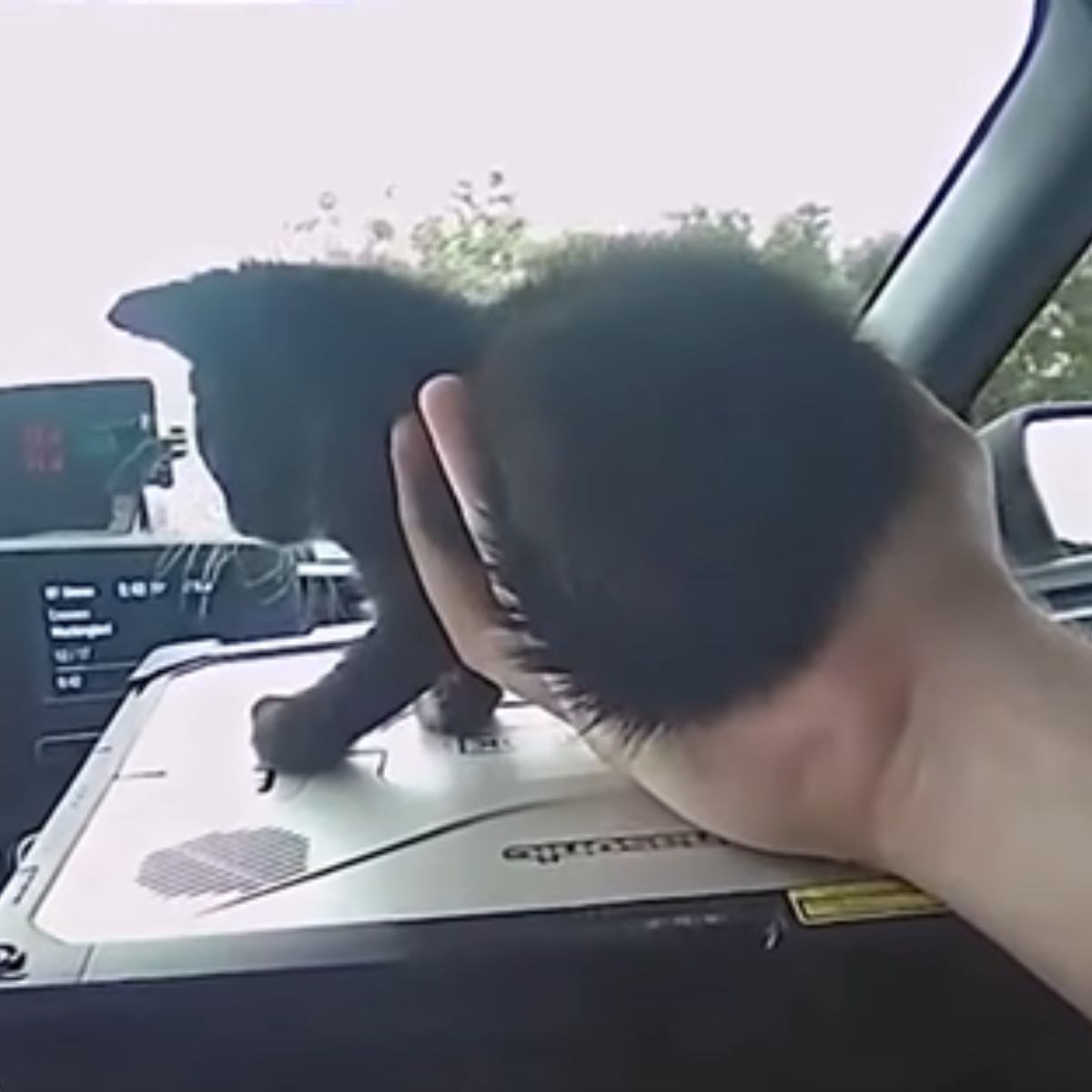 rescued kitten in a car