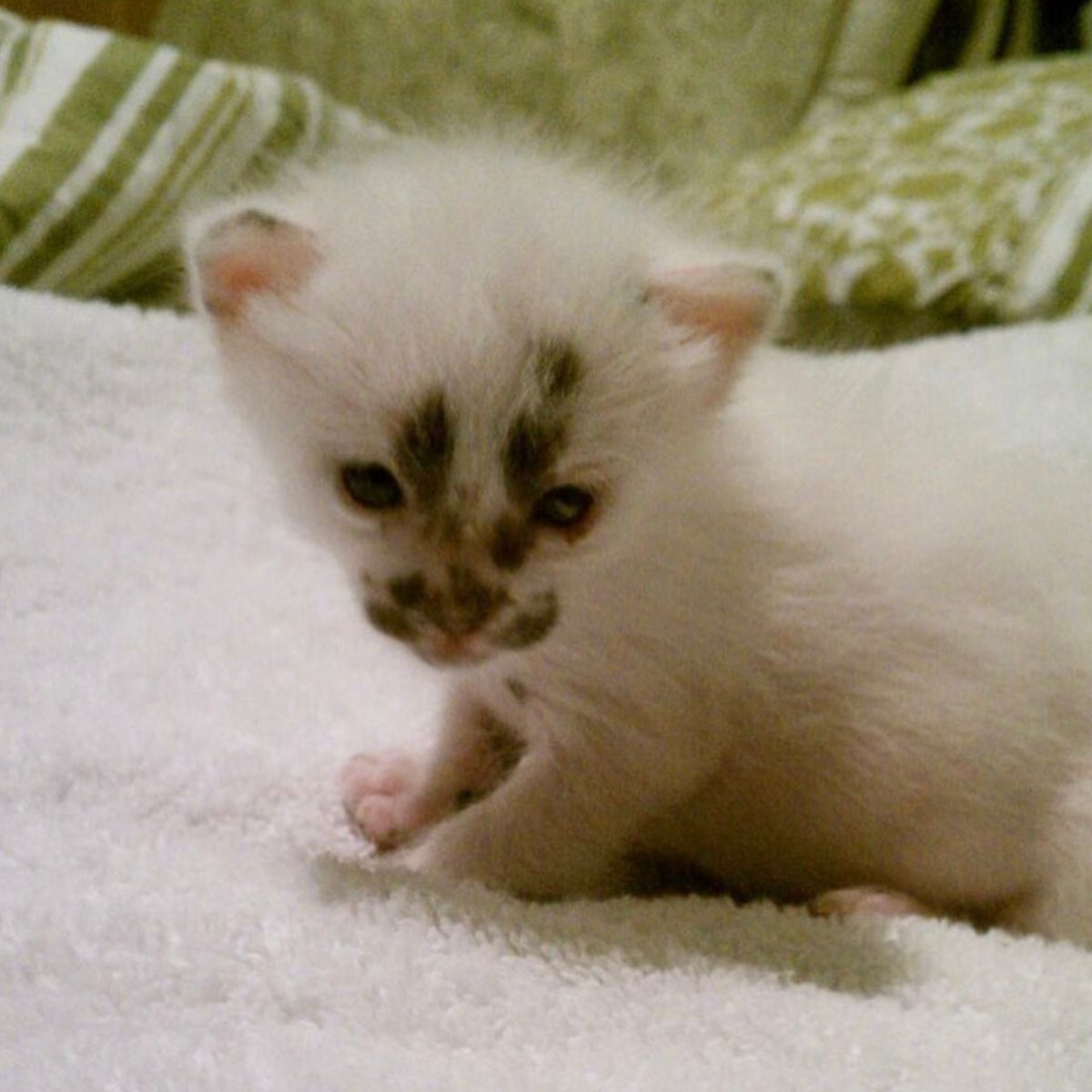 rescued kitten on bed