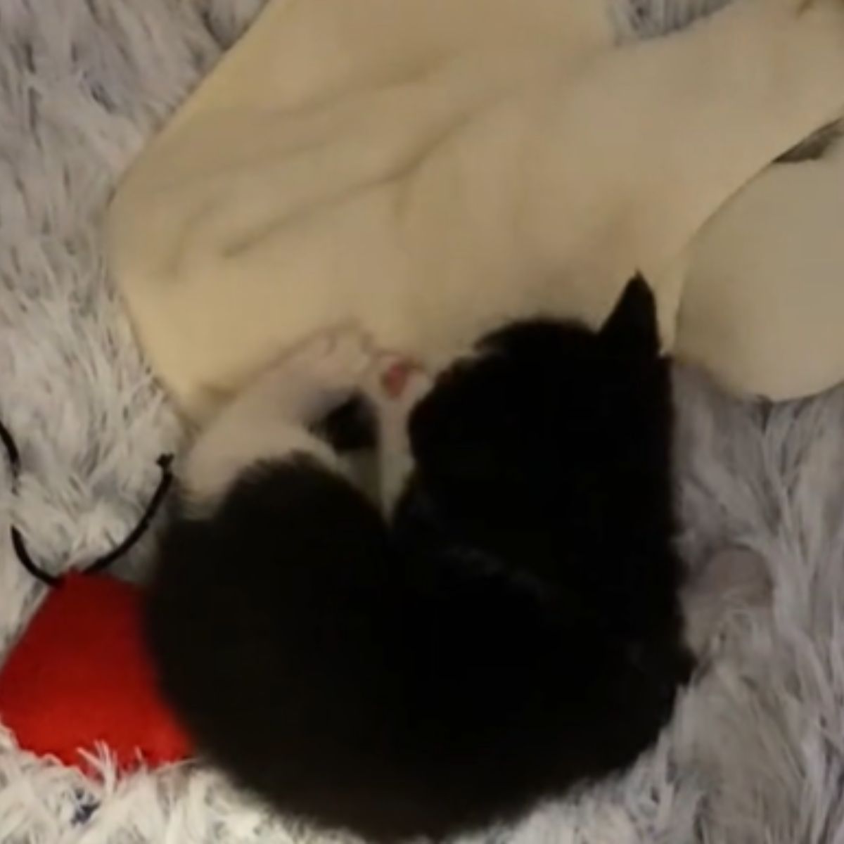 rescued kitten sleeping