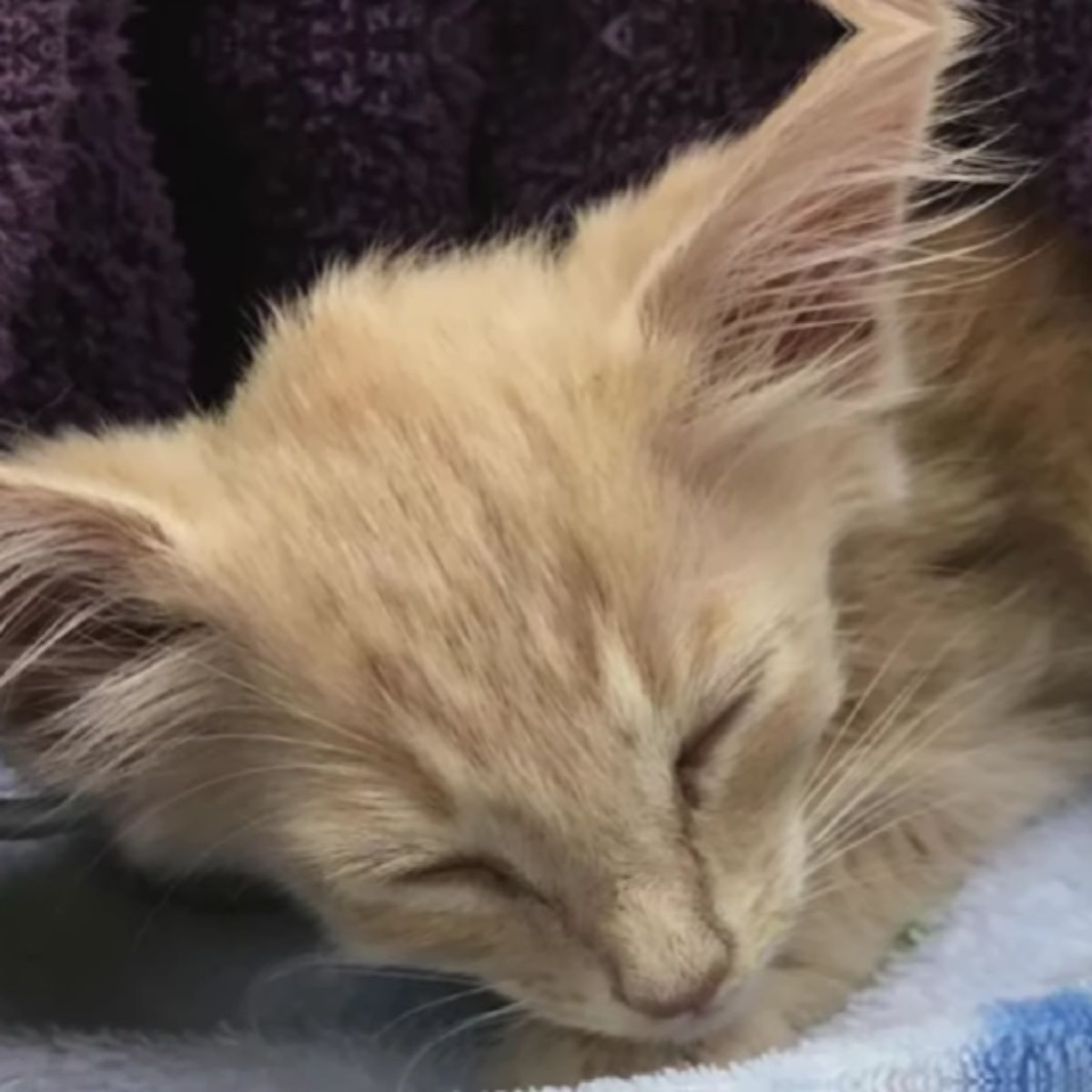 rescued kitten sleeping