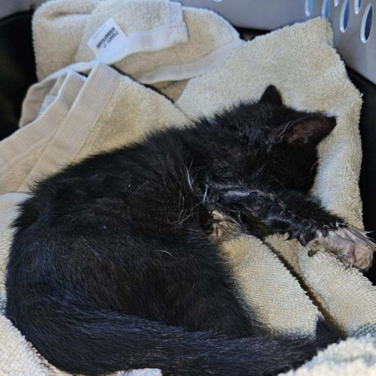 rescued kitten sleeping