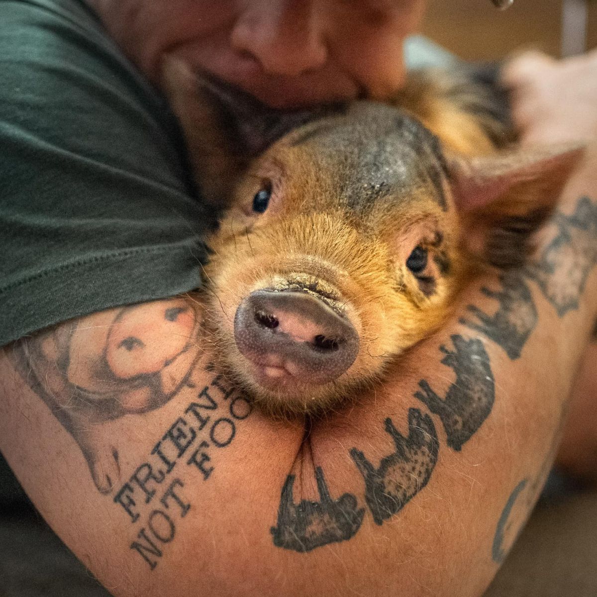 rescued piglet