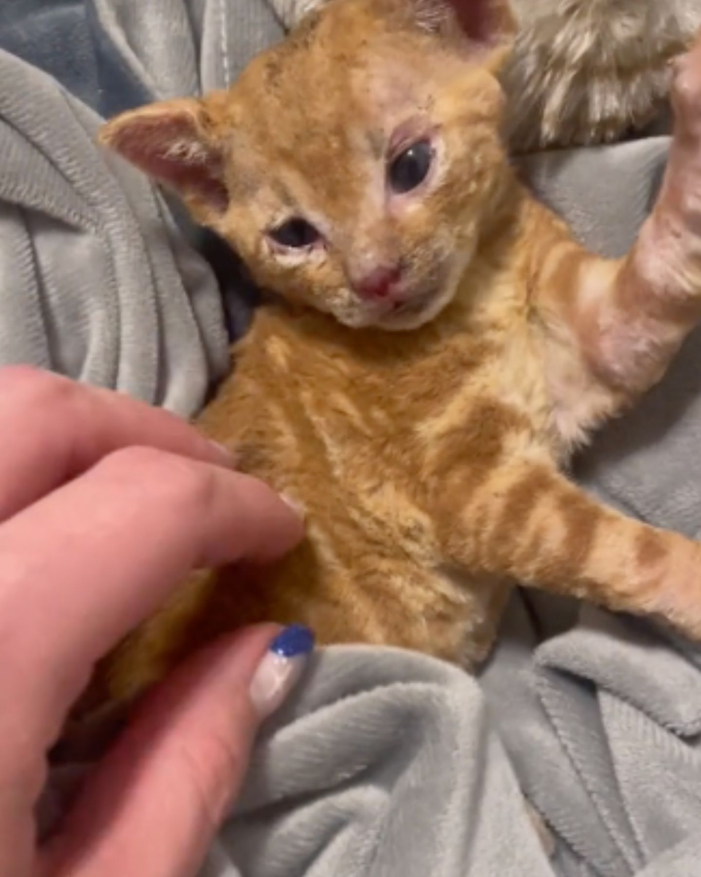 rescued poor kitten
