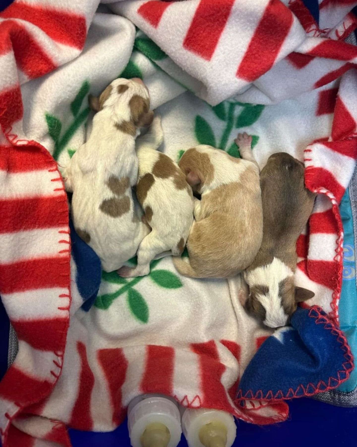 rescued puppies lying on a blanket