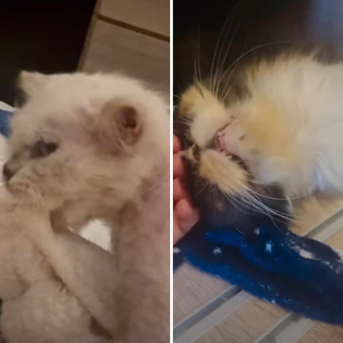 rescued white cat