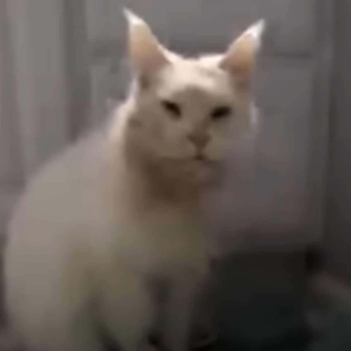 rescued white cat