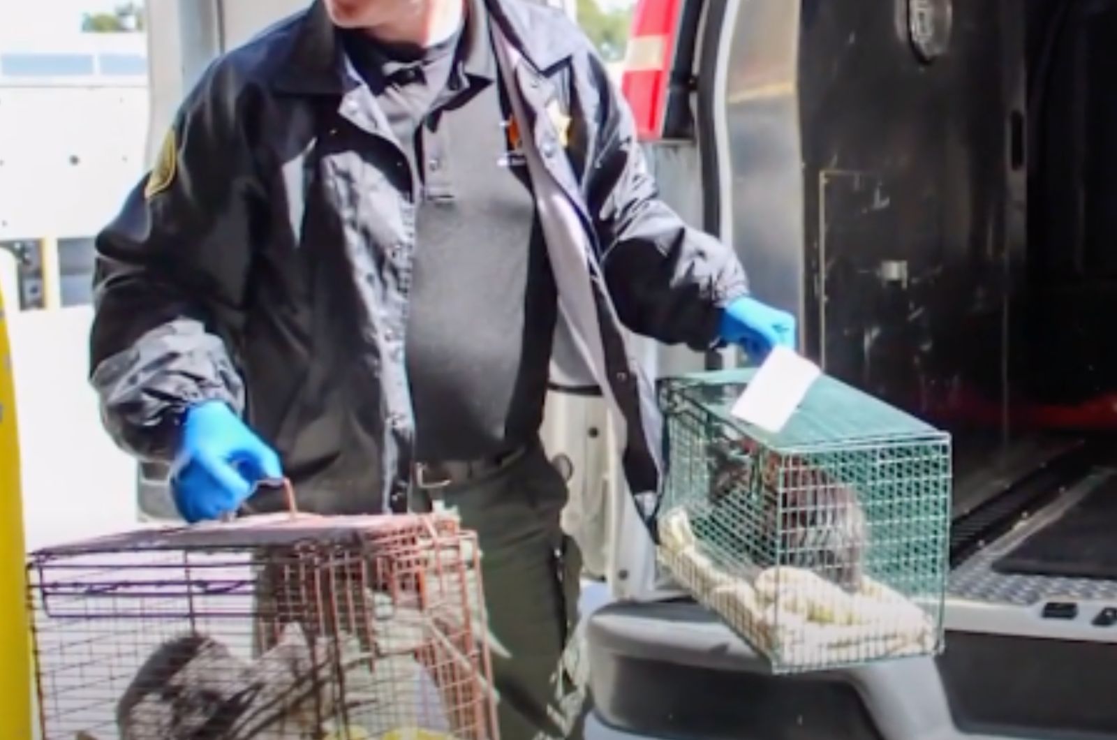 rescuer carrying cats in cages