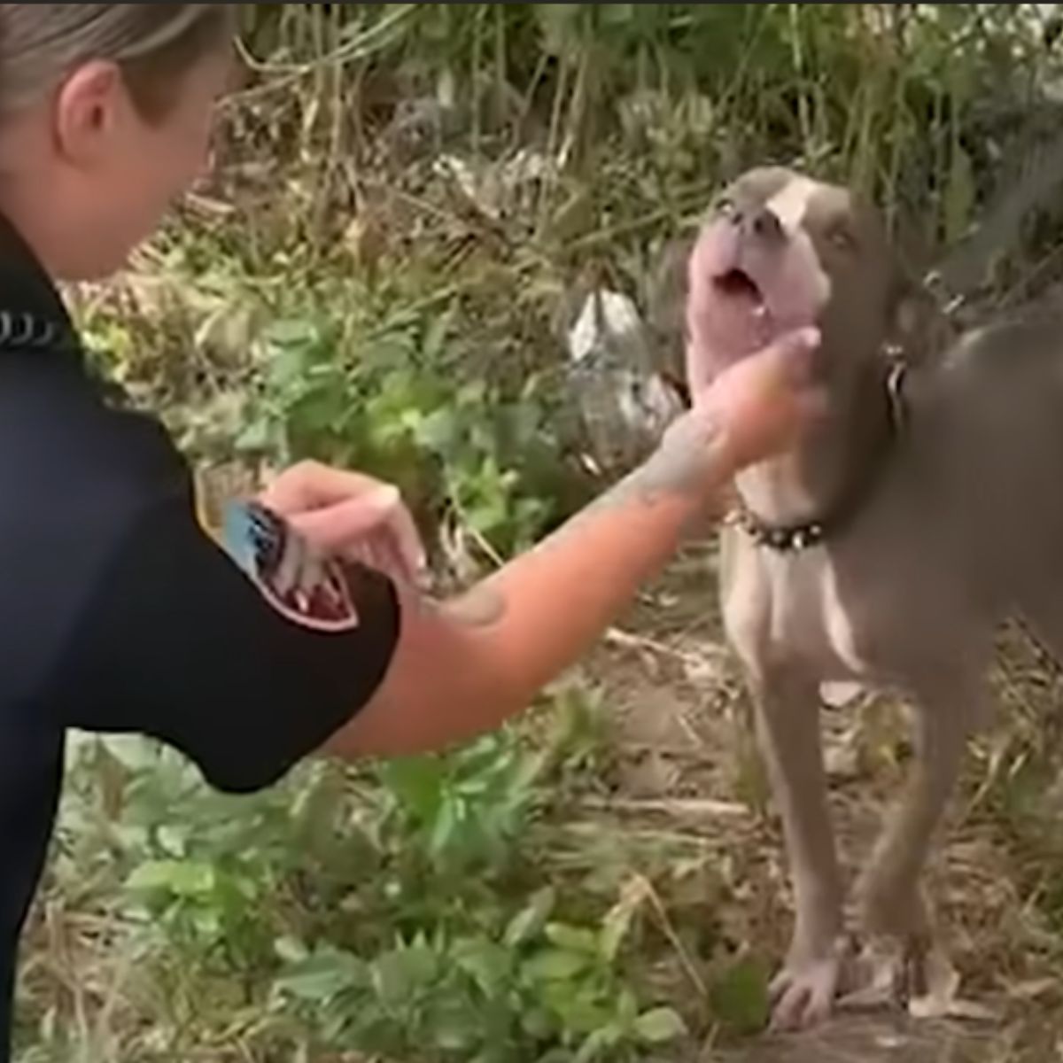 rescuer petting the dog