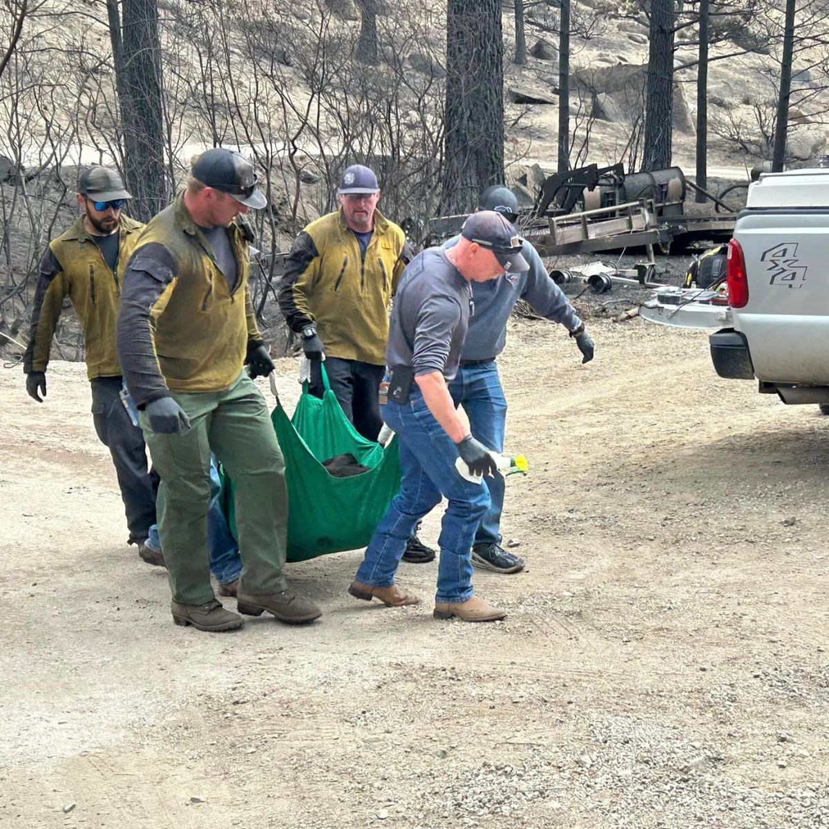 rescuers carrying bear