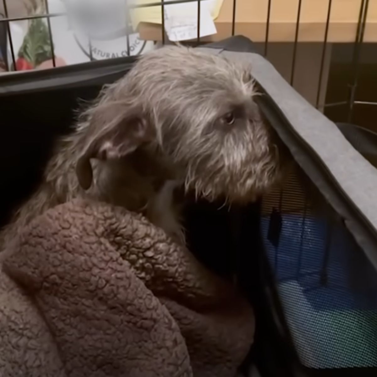reserved dog in a cage