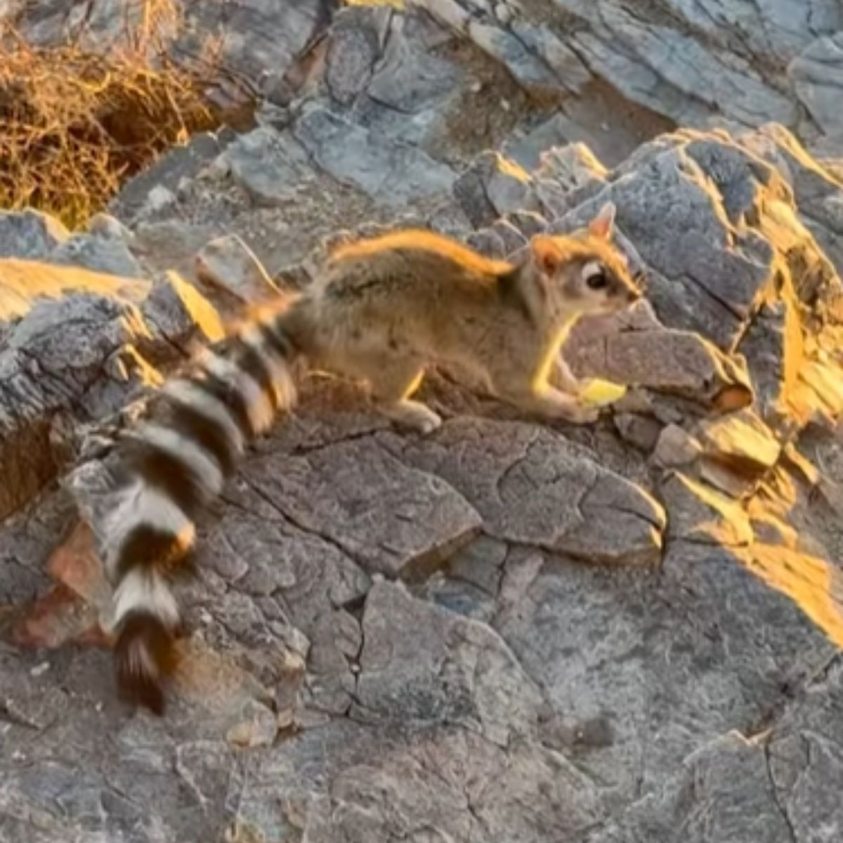 ringtail in nature