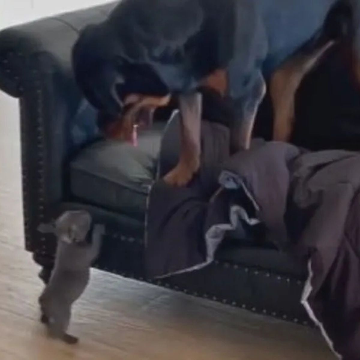 rottweiler on couch looking at puppy