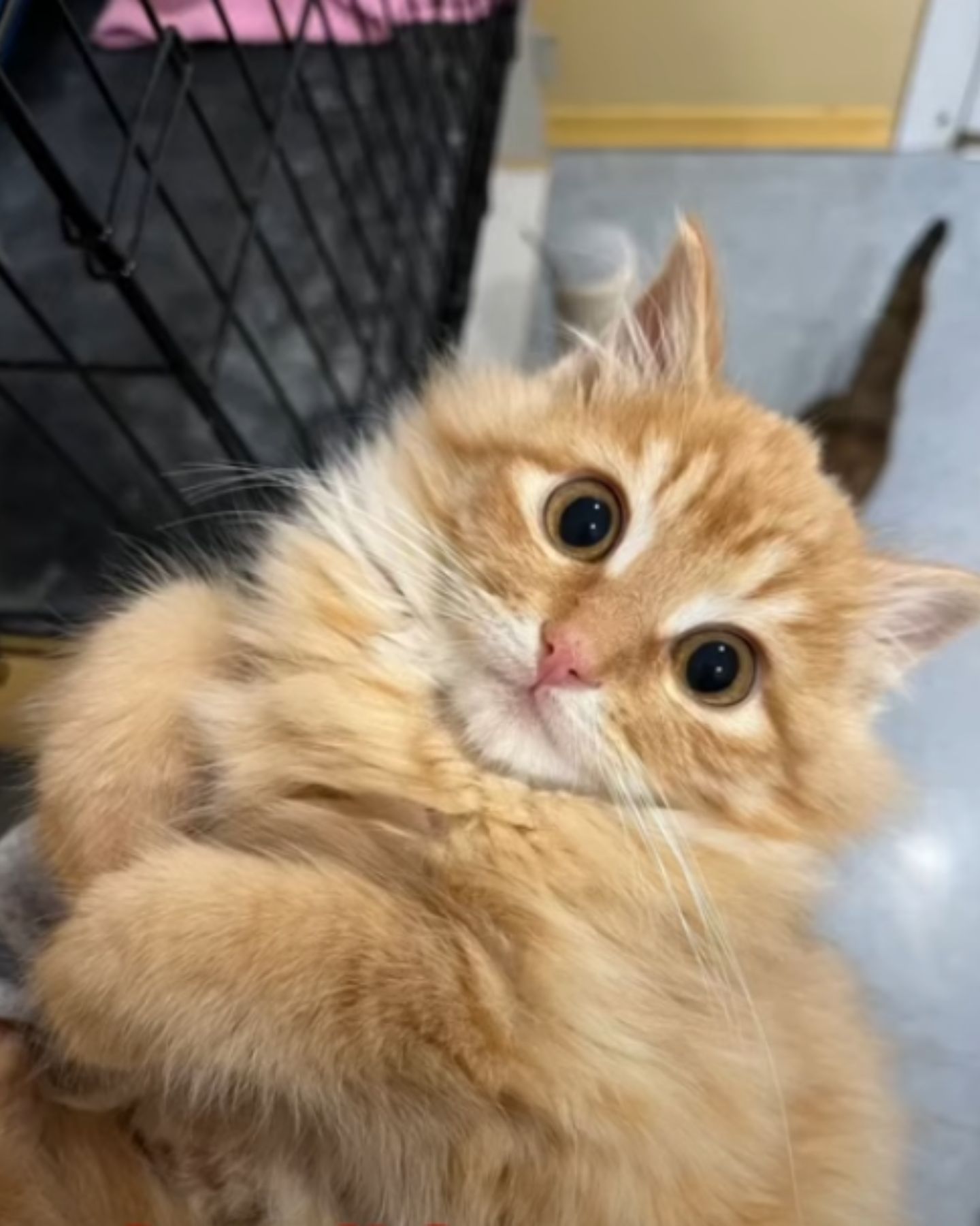 runaway kitten