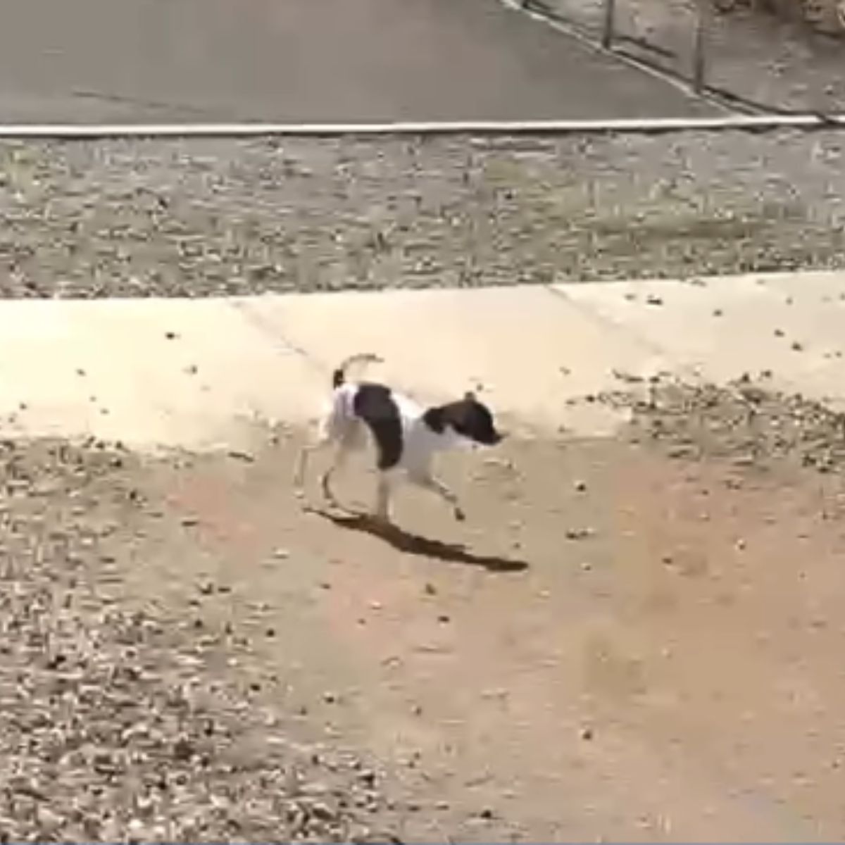 sad abandoned dog