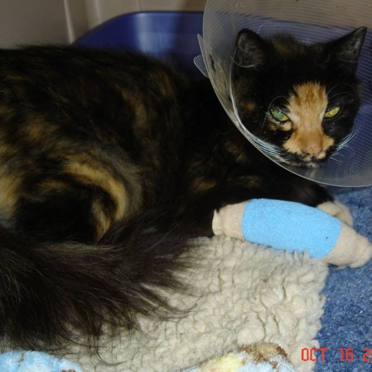 sad and poor cat with collar and wrapped leg