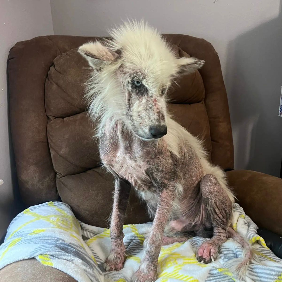 sad and poor hairless dog