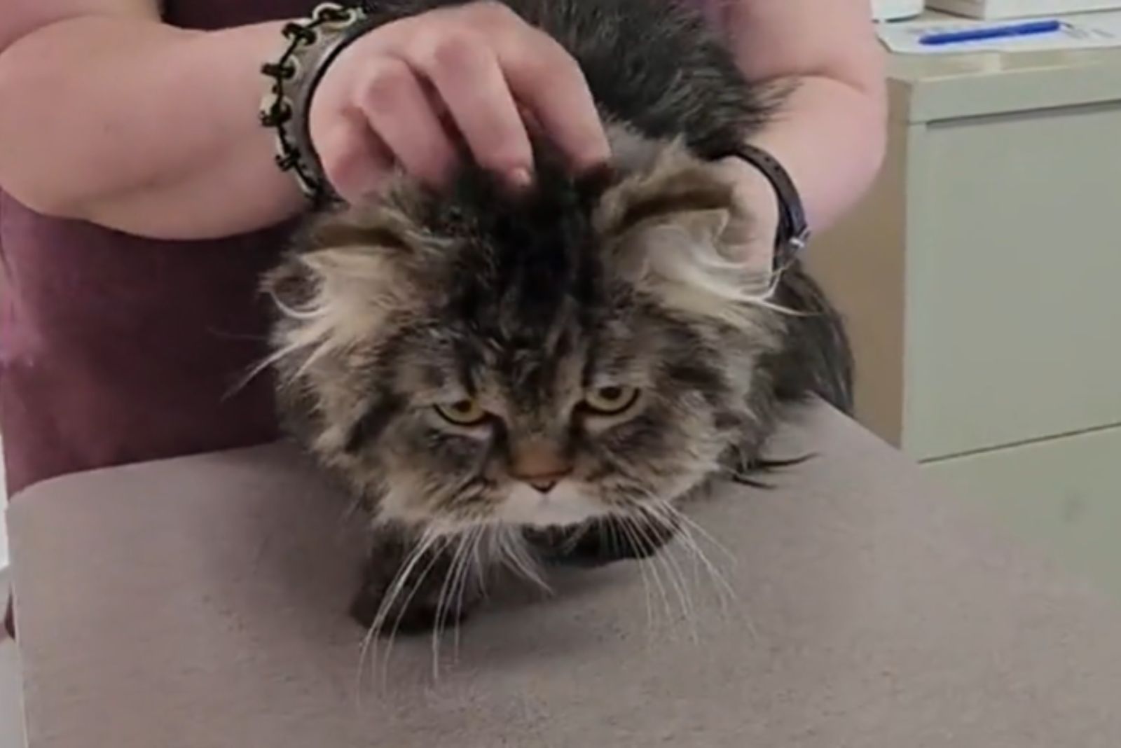 sad cat