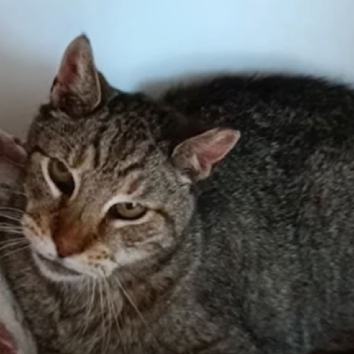 sad cat