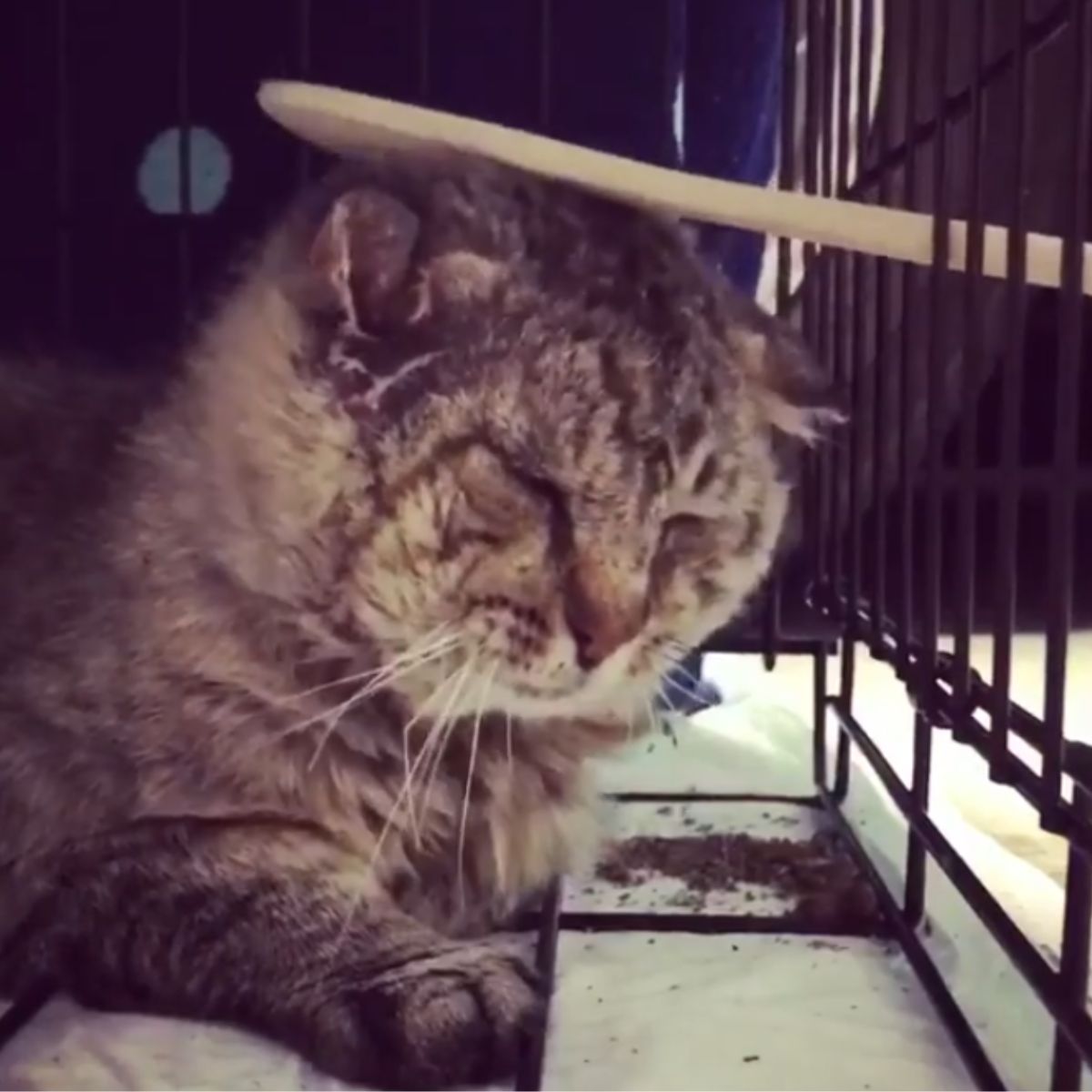 sad cat