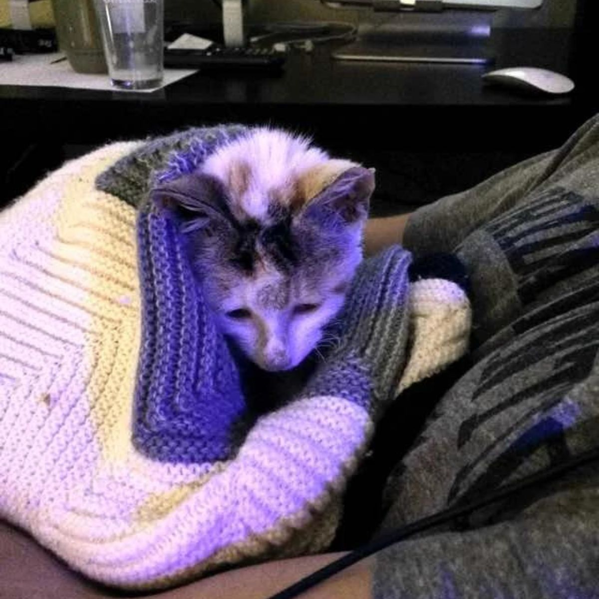sad cat laying down