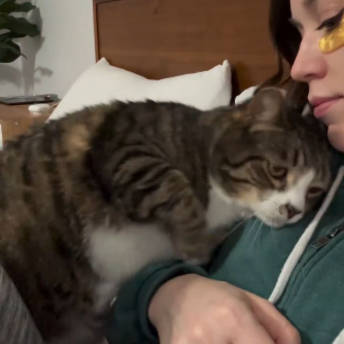 sad cat lying on woman