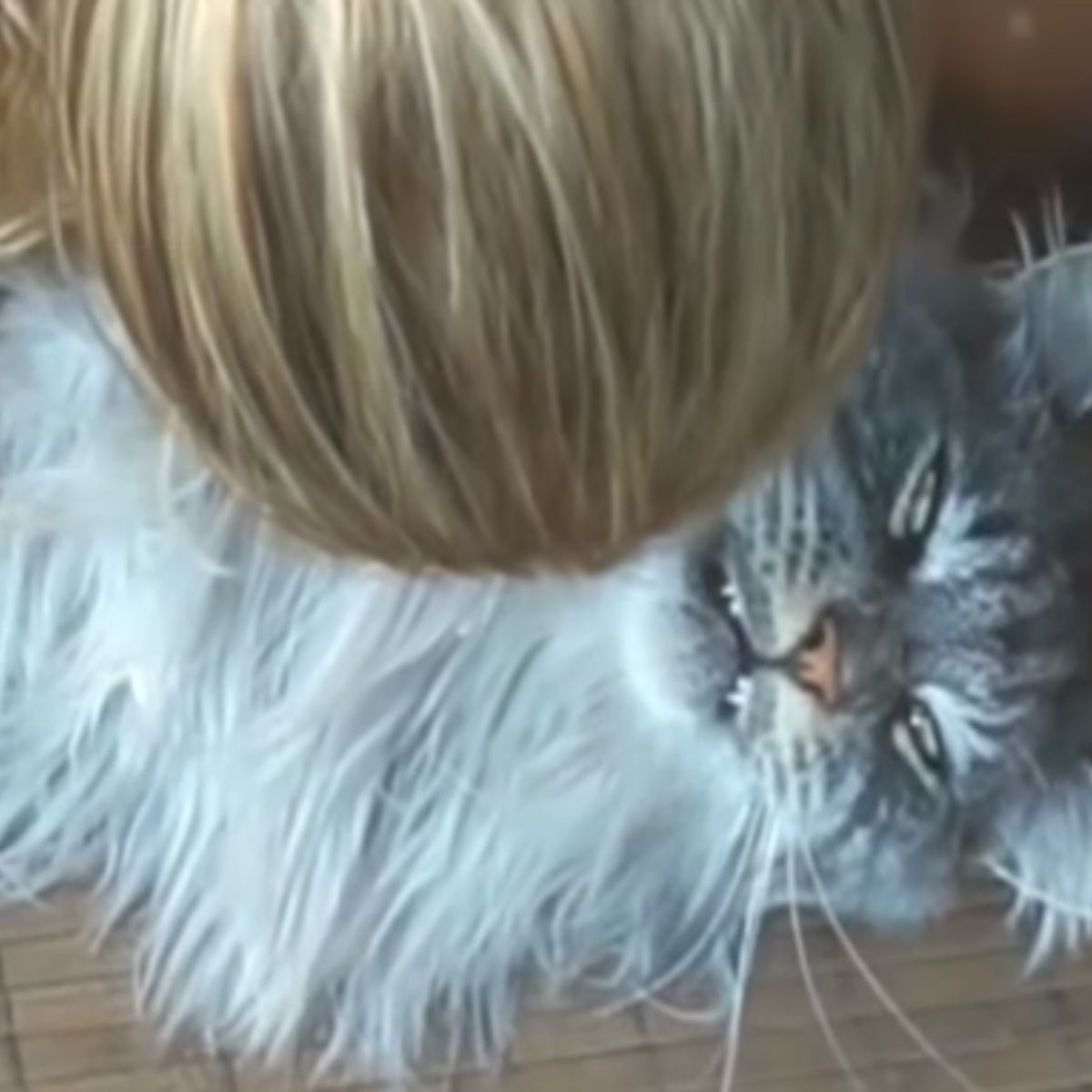 sad cat lying