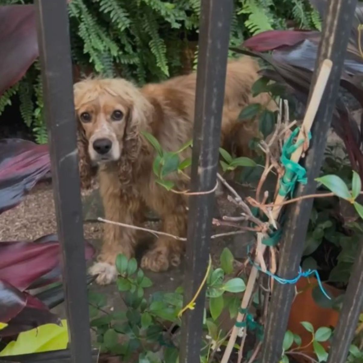 sad dog