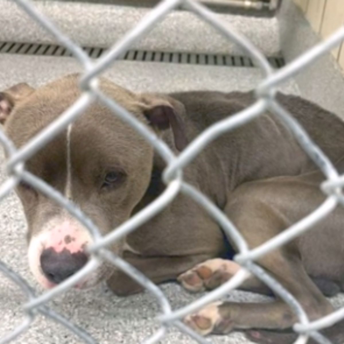 sad dog behind fence