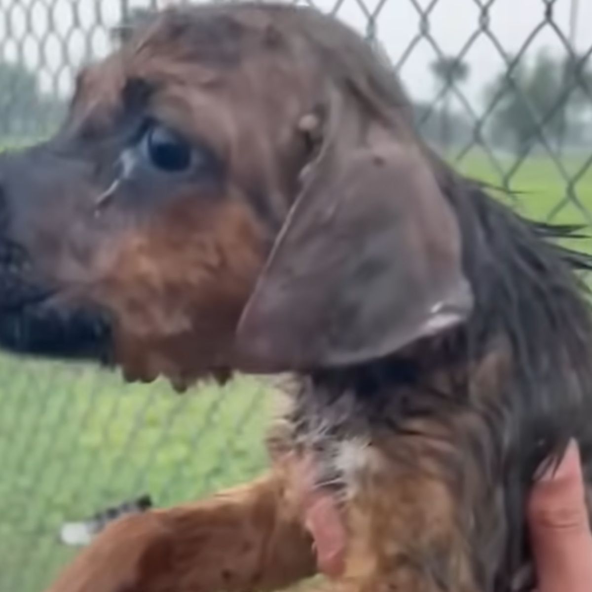 sad dog face