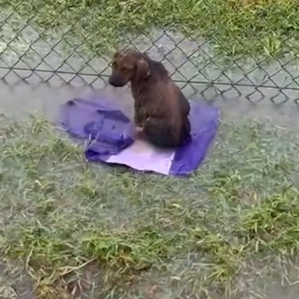 sad dog in flooded field