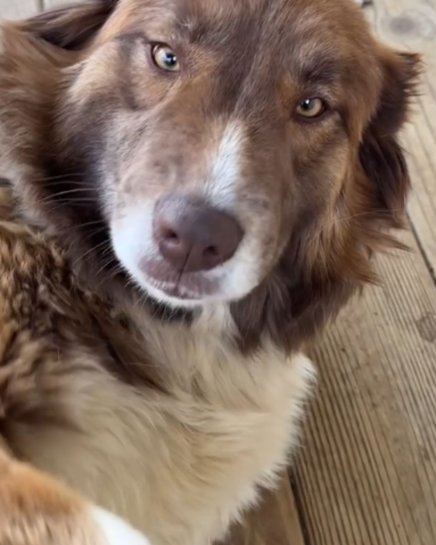 sad dog look