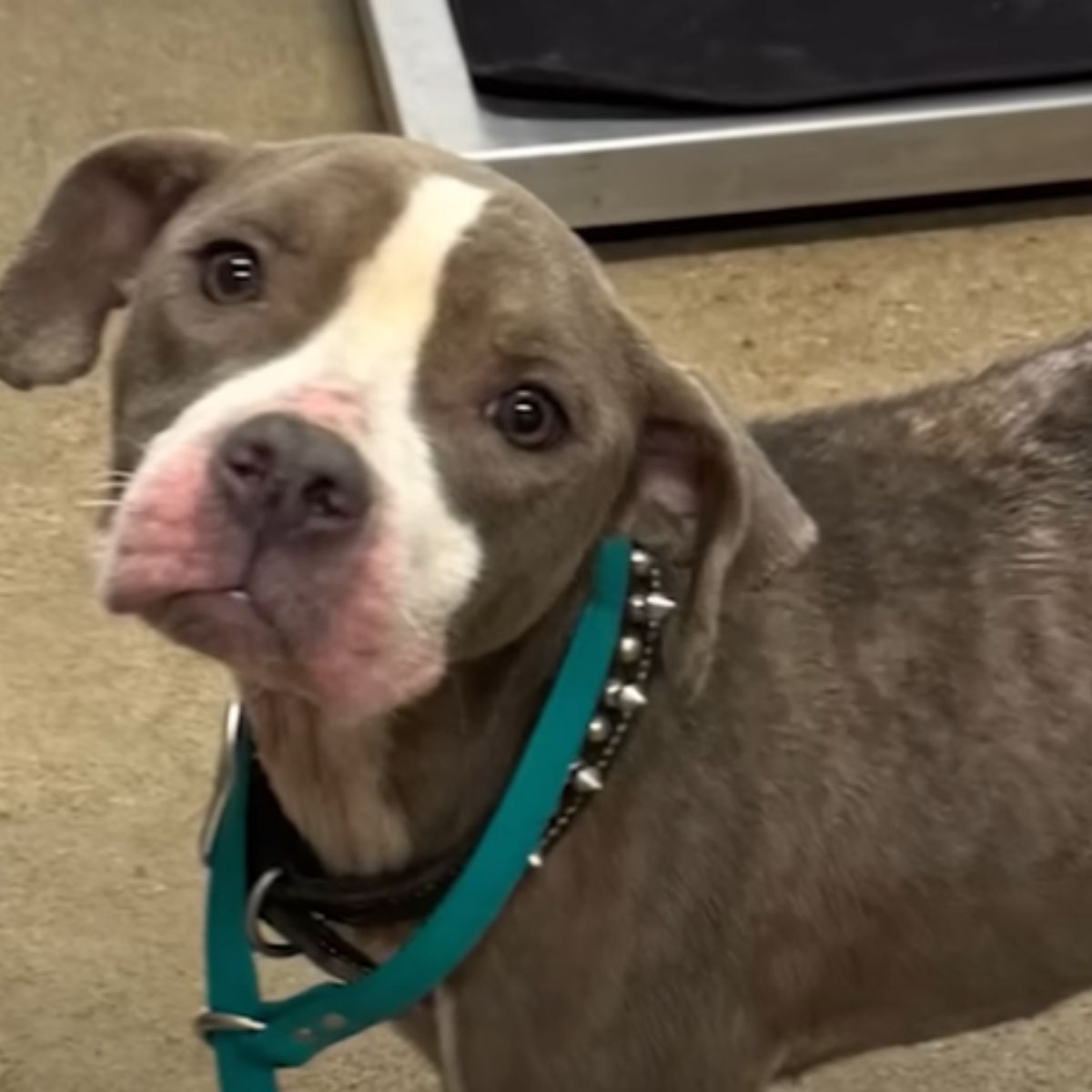 sad dog looking at the camera