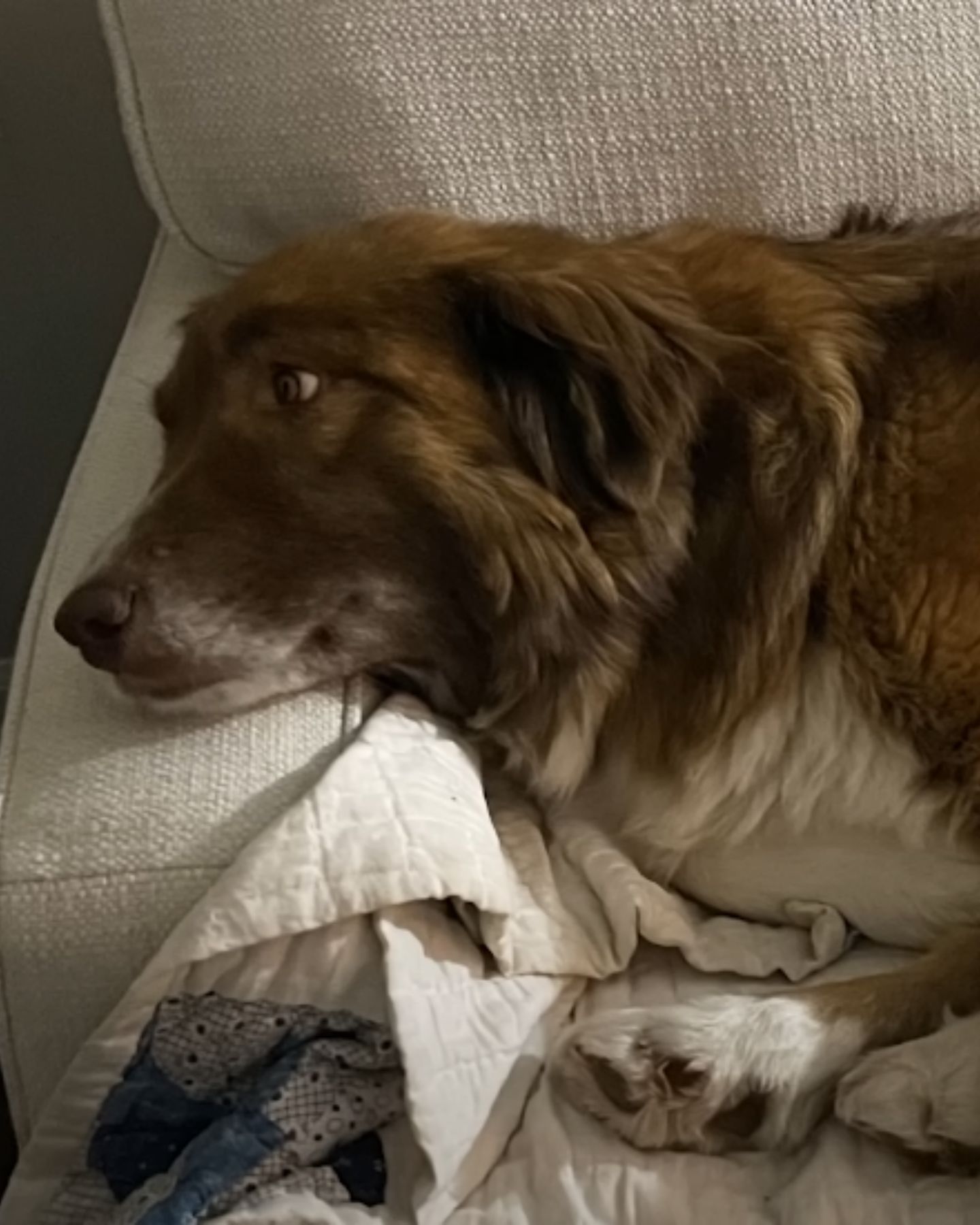 sad dog lying down