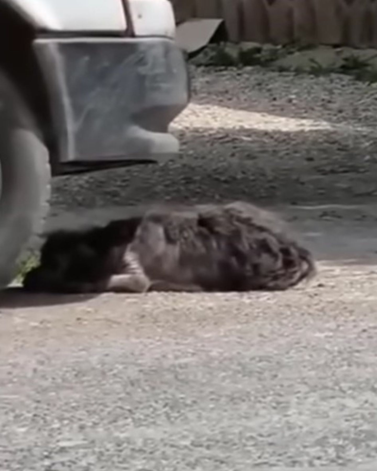 sad dog under car