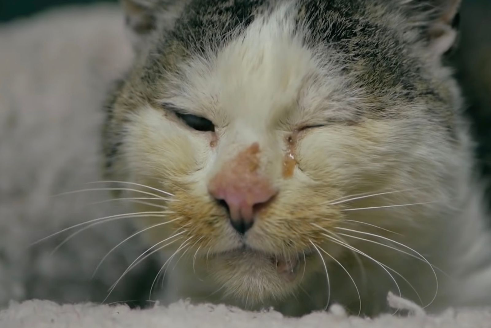 sad face of the cat