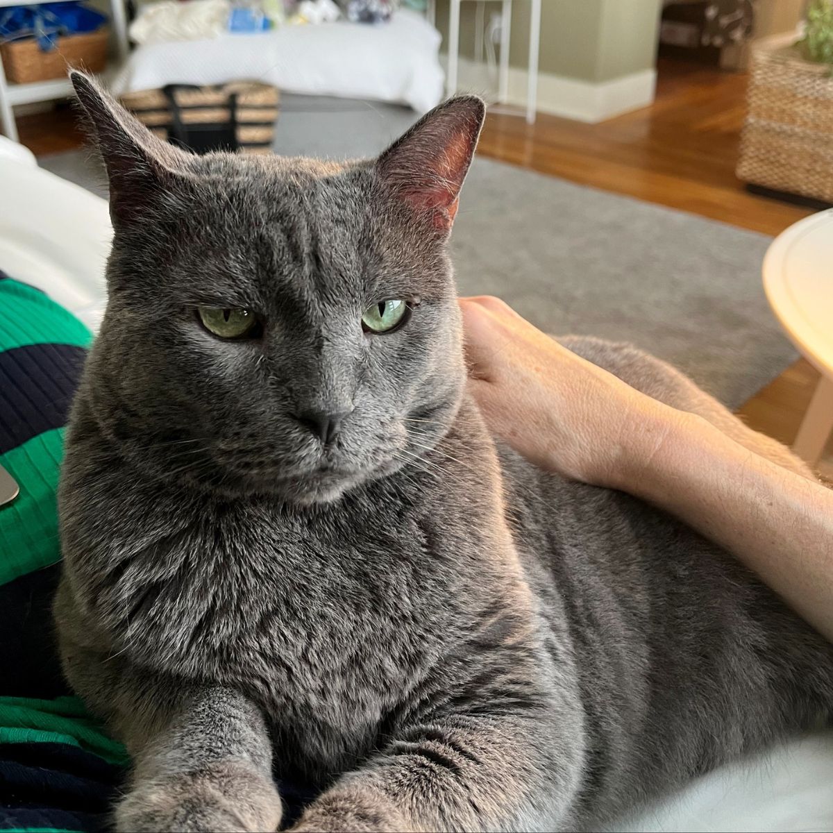 sad gray cat being cuddled