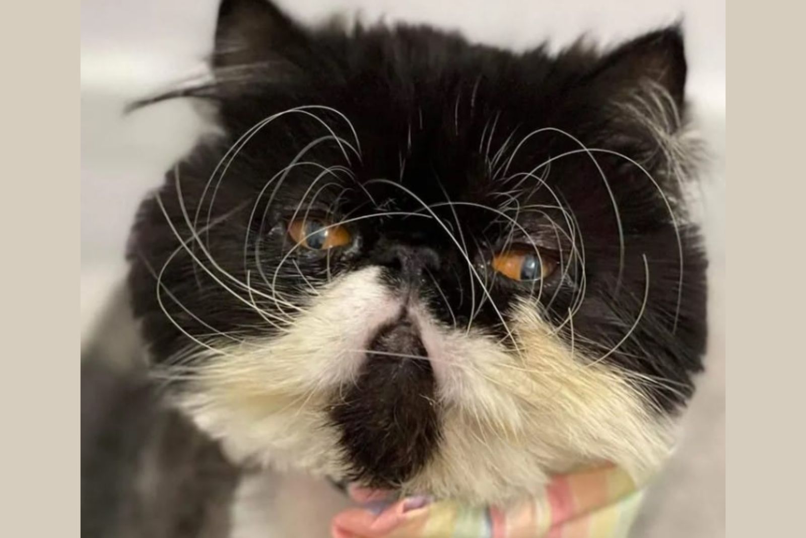 sad homeless cat face